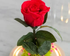 Rose éternelle sous cloche lumineuse avec carte personnalisée
